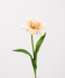 Blush Orange Bloom Tulip Stem 23"