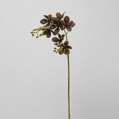 Brown Fork Orchid Stem