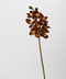 Brown Large Tiger Head Cymbidium Orchid Stem