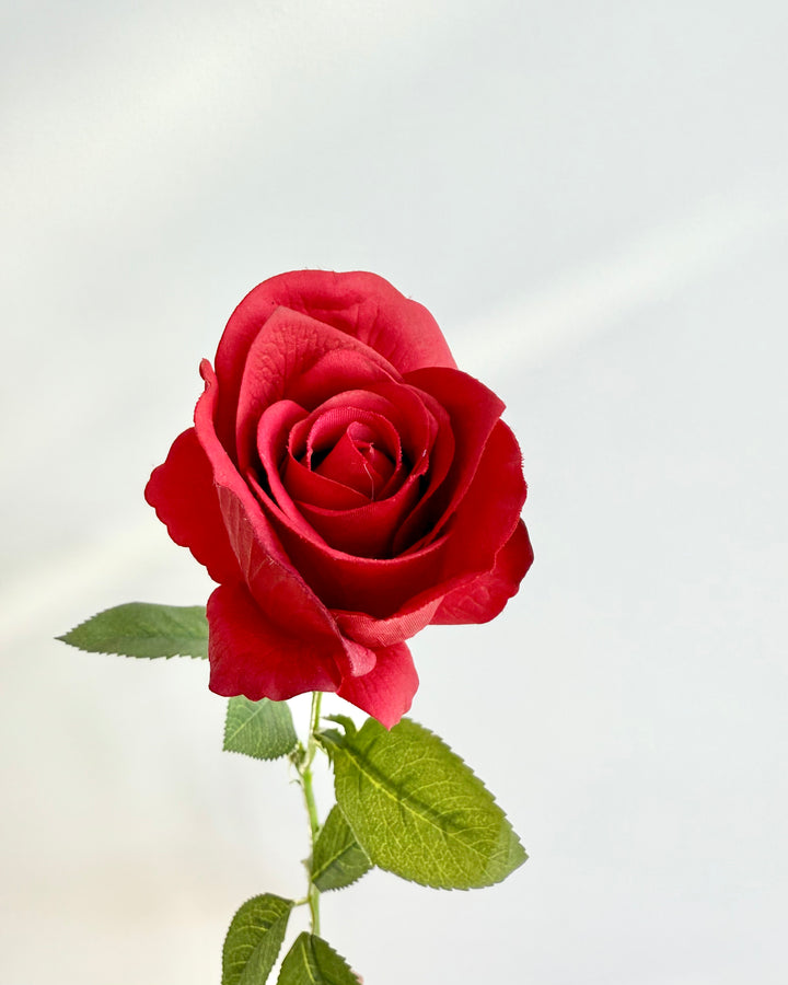 Classic red rose