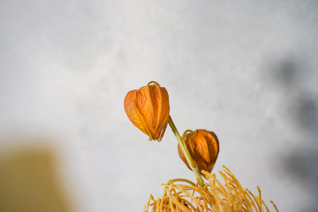 The Whisper of the Desert