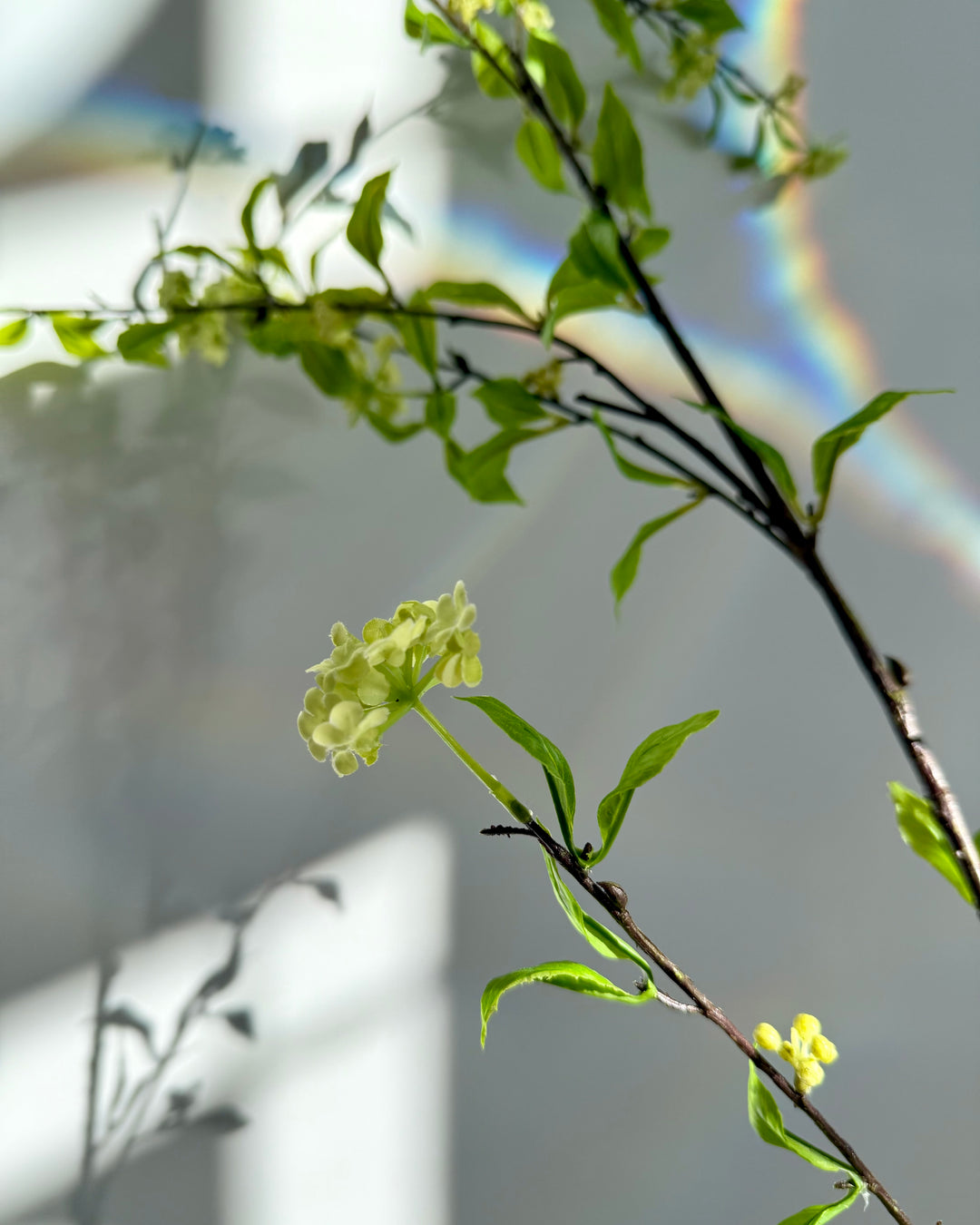 Viburnum Blossoms Stem in Green