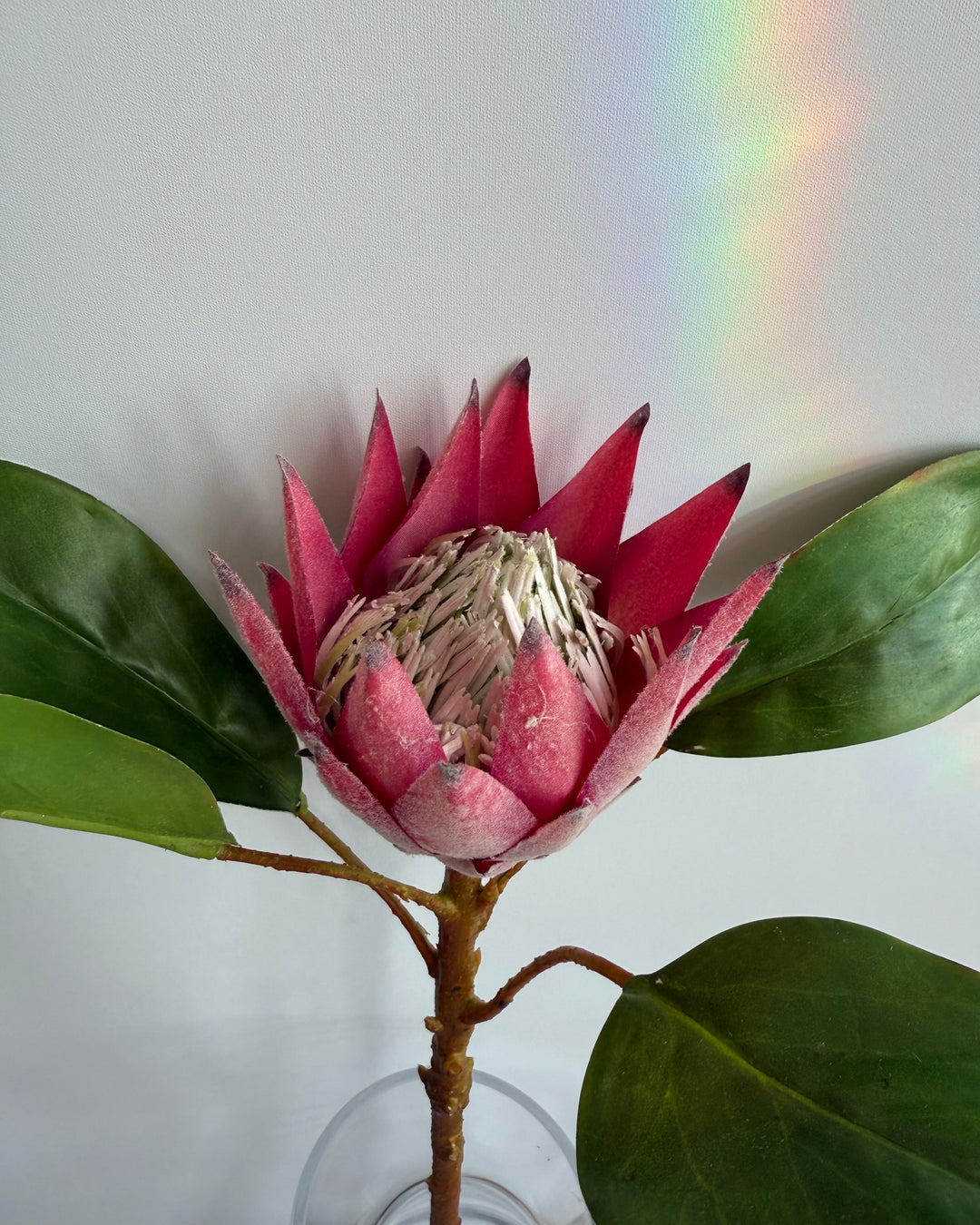 Protea in deep pink