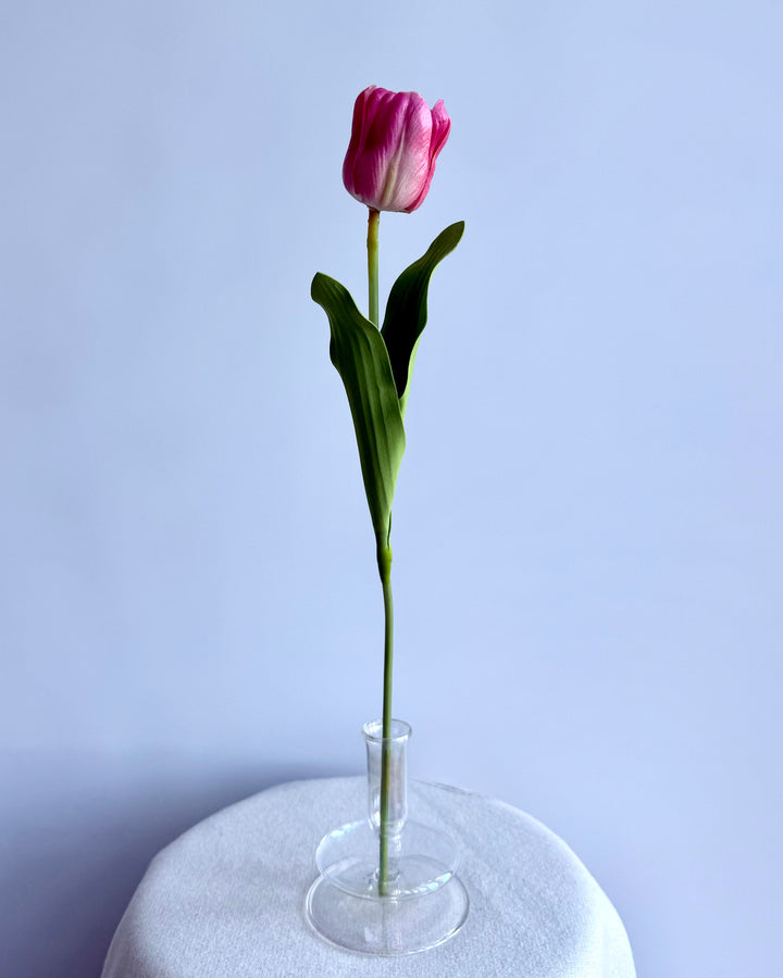 Tulip in pink