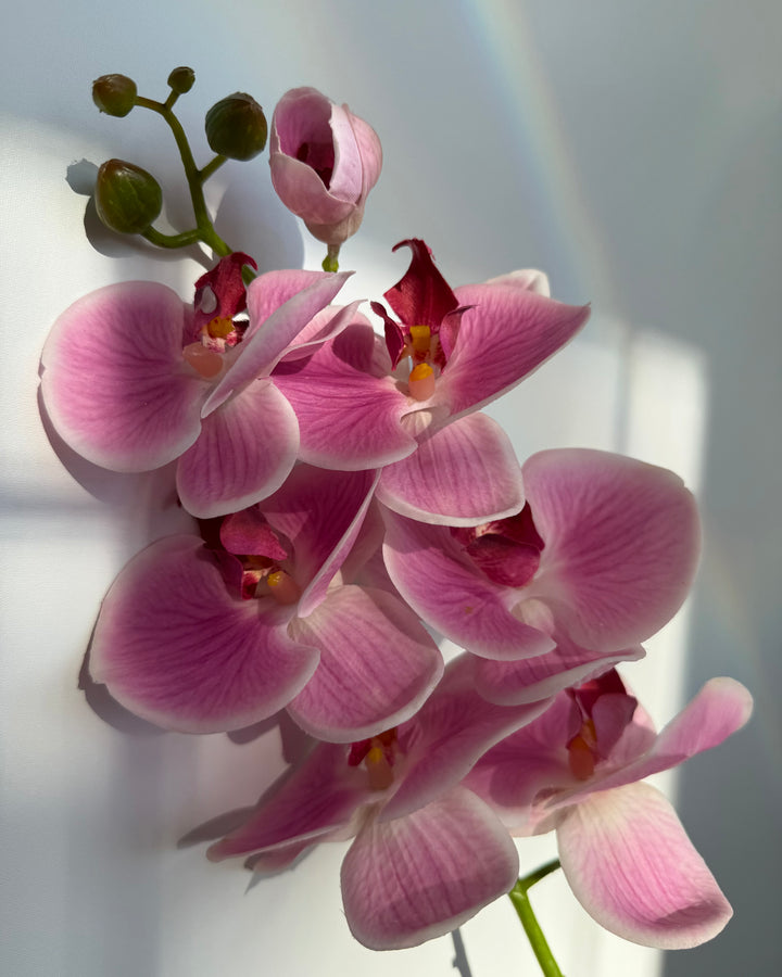 Orchid in pink