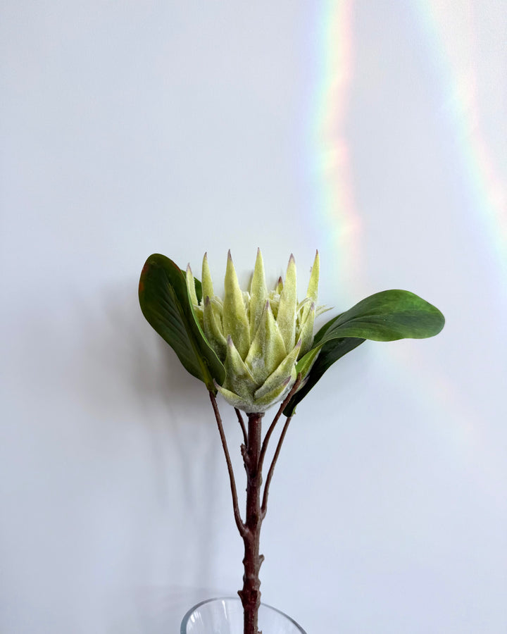 Protea in green