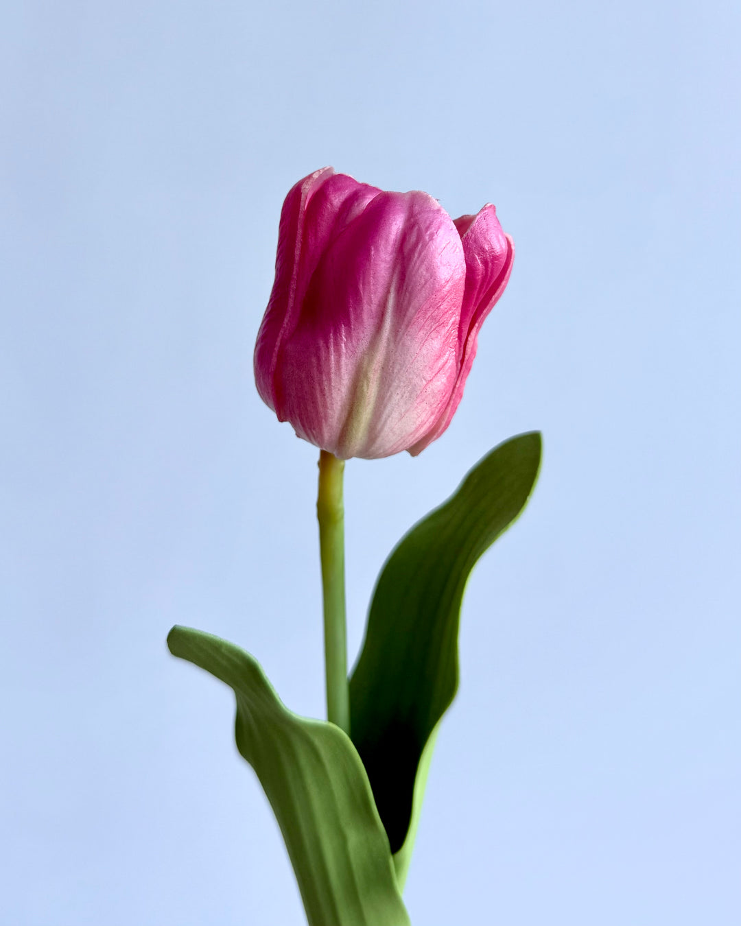 Tulip in pink