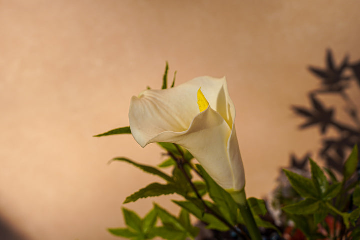 Midnight Secret Garden