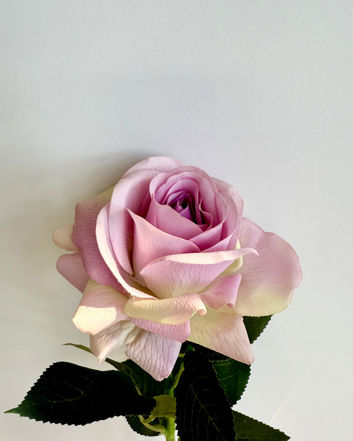 Rose in light purple