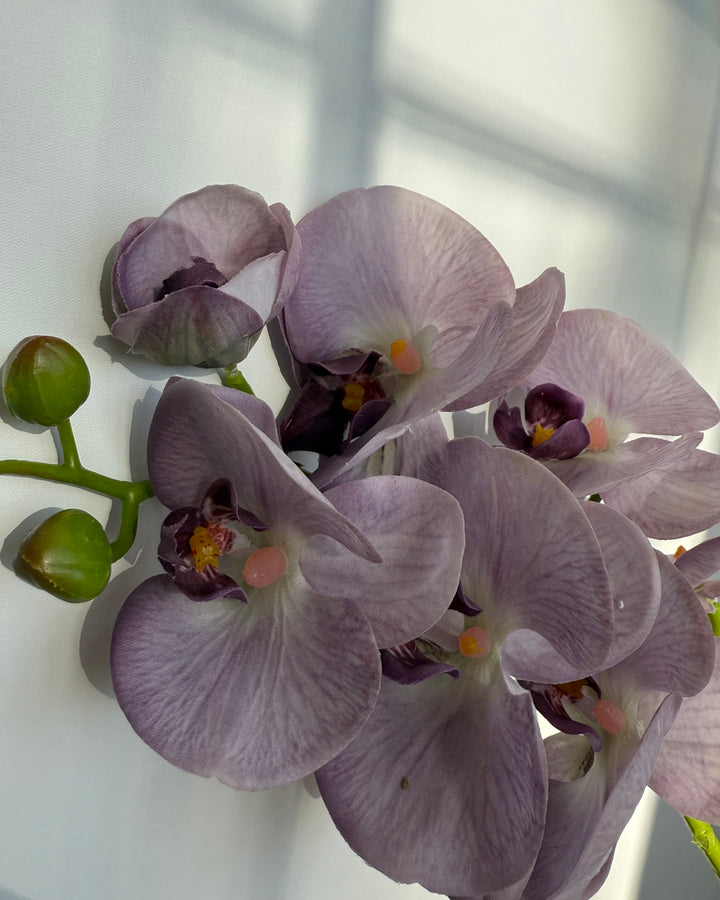 Orchid in light purple