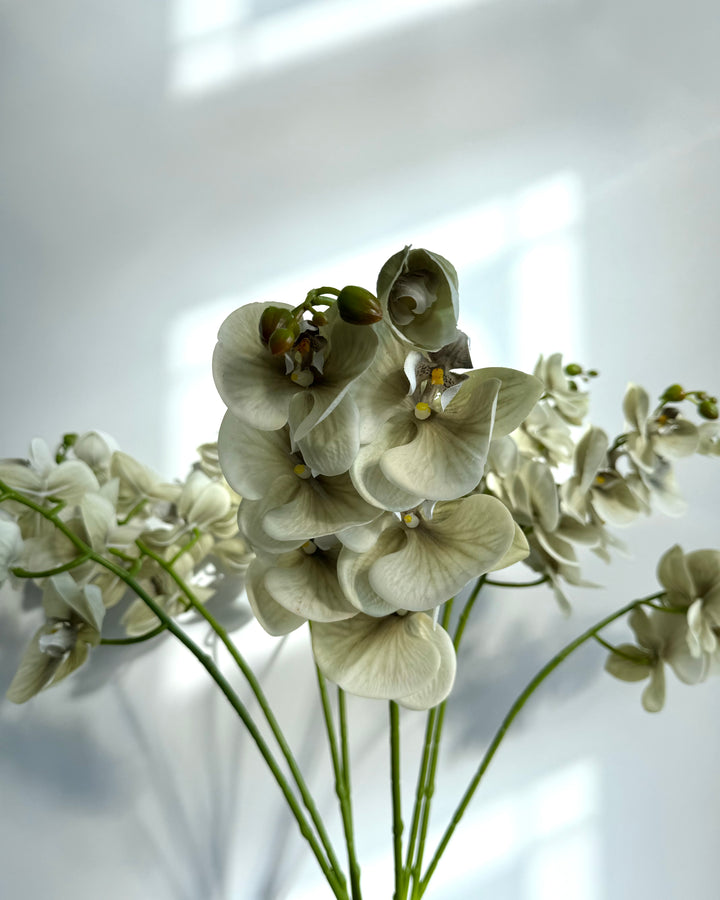 Green orchid in wood vase