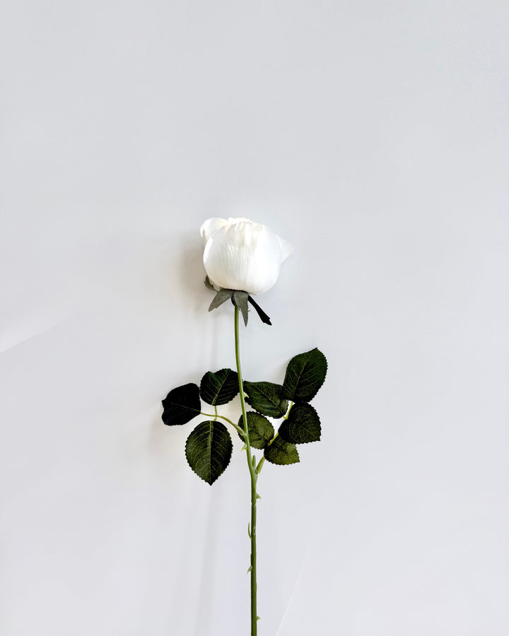 Classic white rose