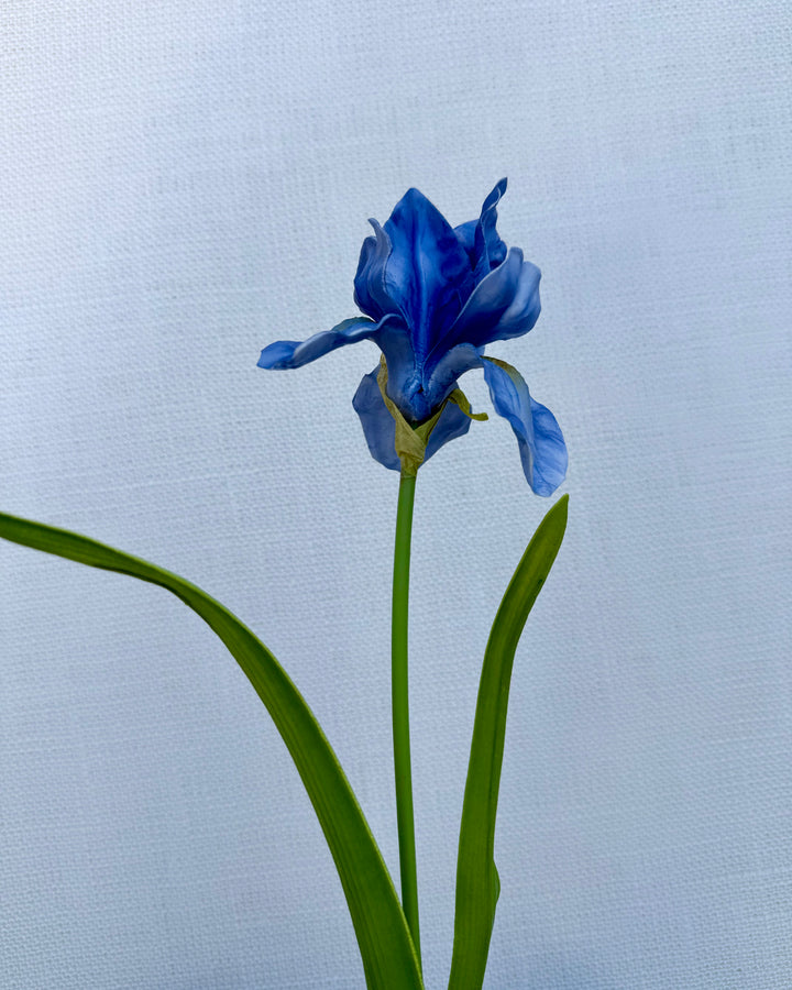 Iris in blue