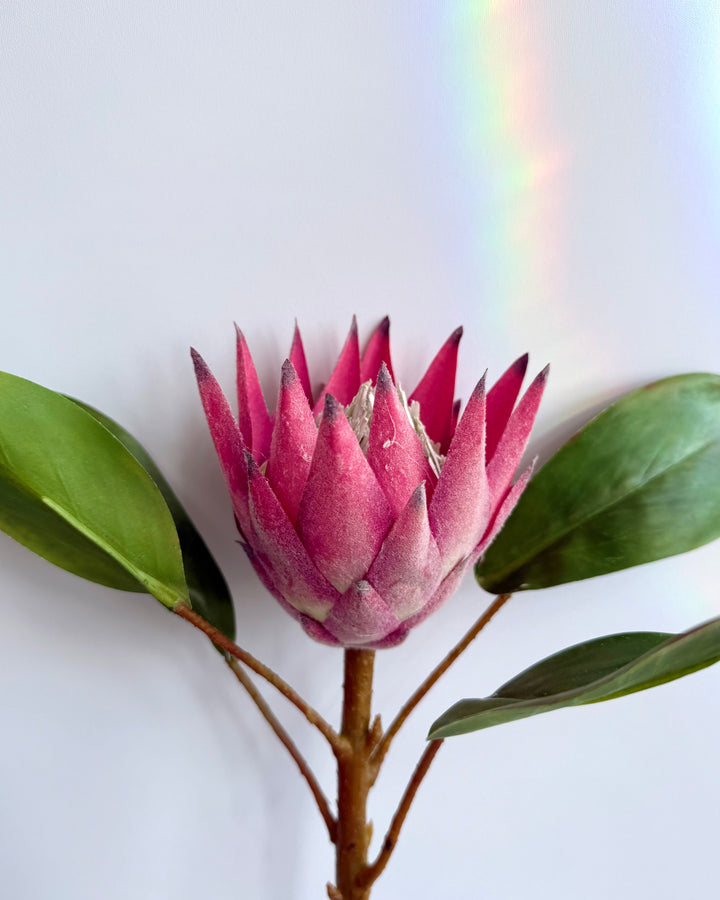 Protea in deep pink