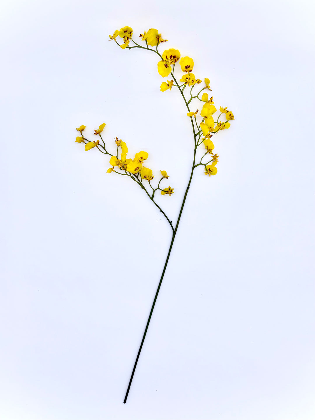 Dancing lady orchid in yellow.