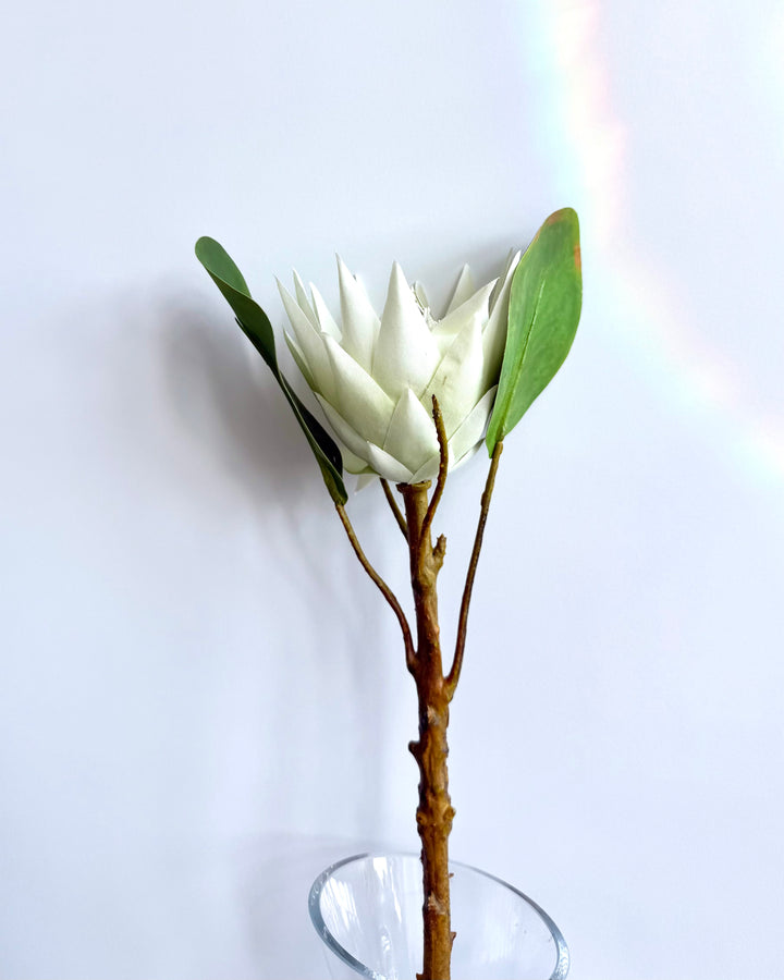 Protea in white