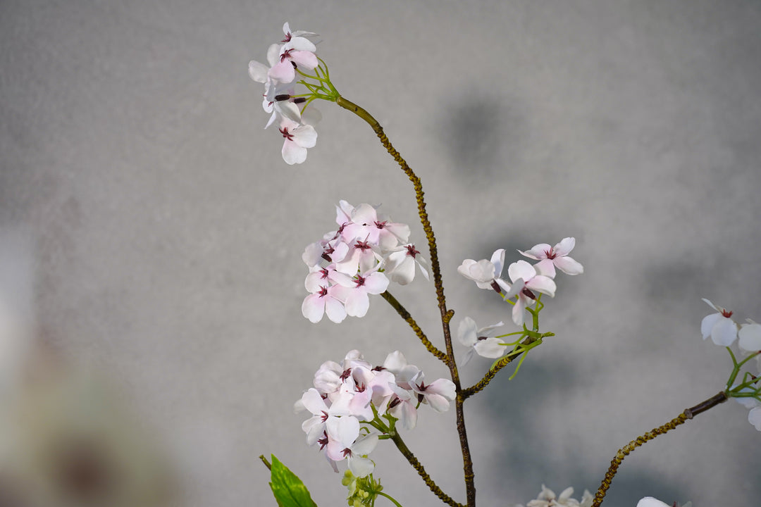 The Spring Time in Japan
