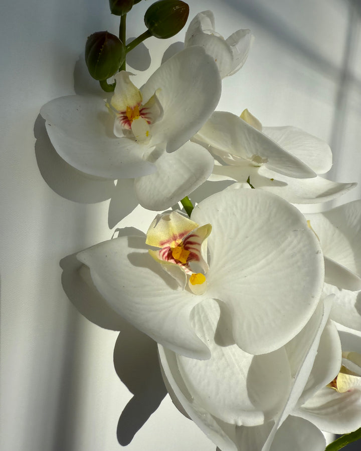 Orchid in white