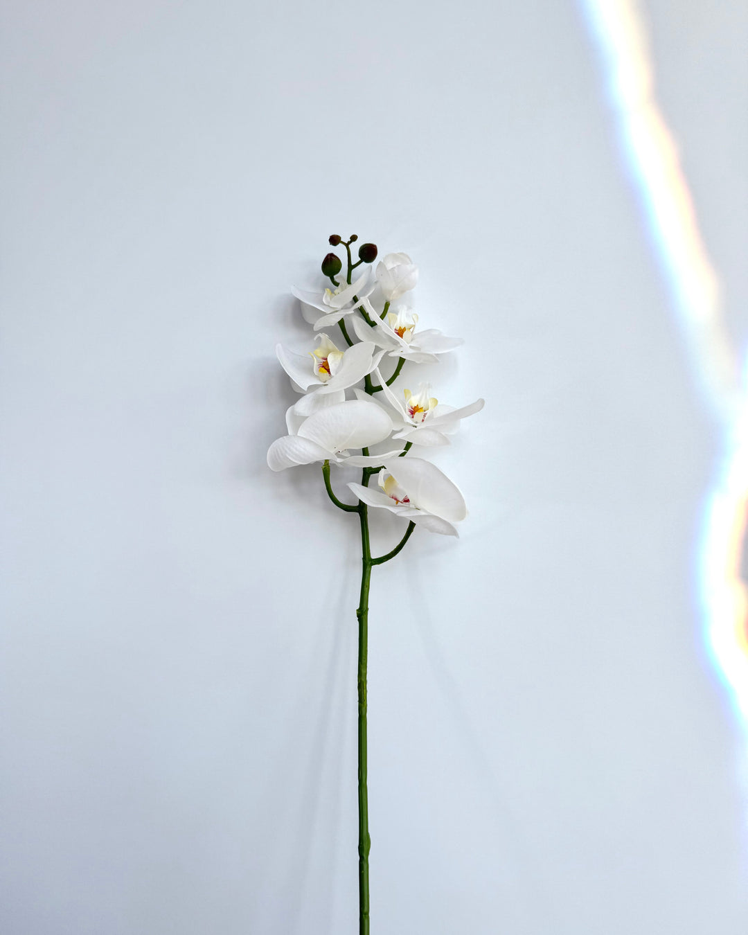 Orchid in white