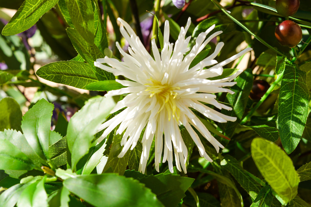 Morning Garden Memory