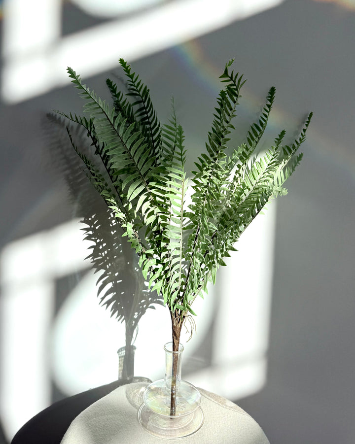 Fern in washed green