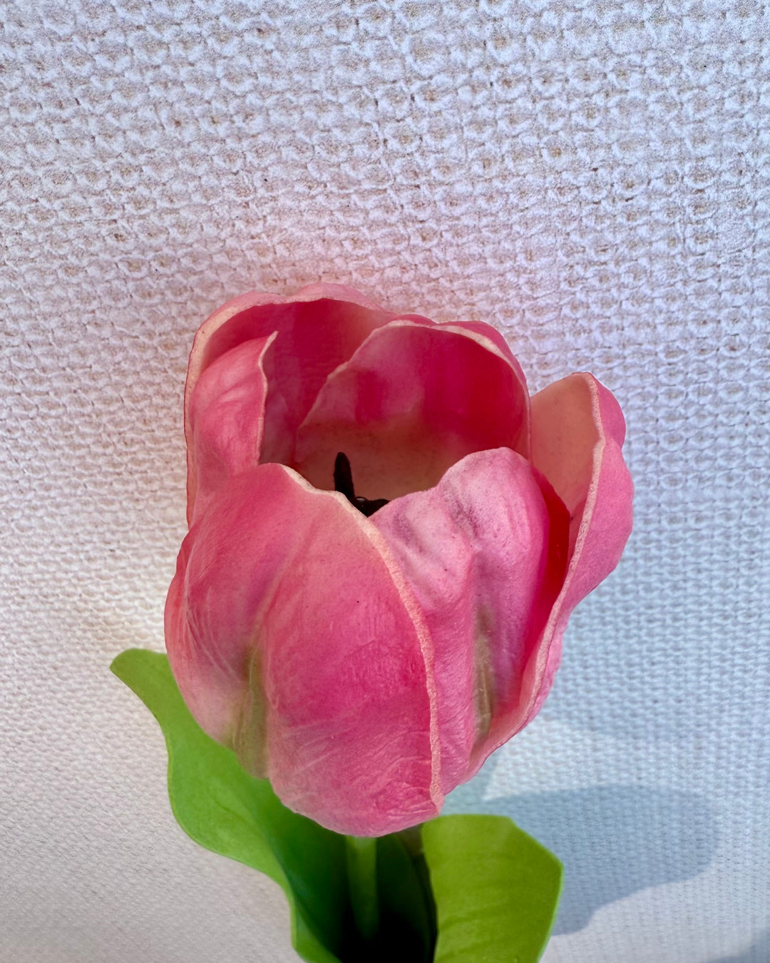 Tulip in pink