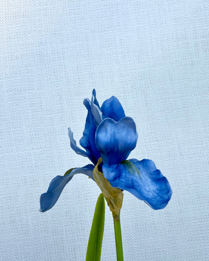 Iris in blue