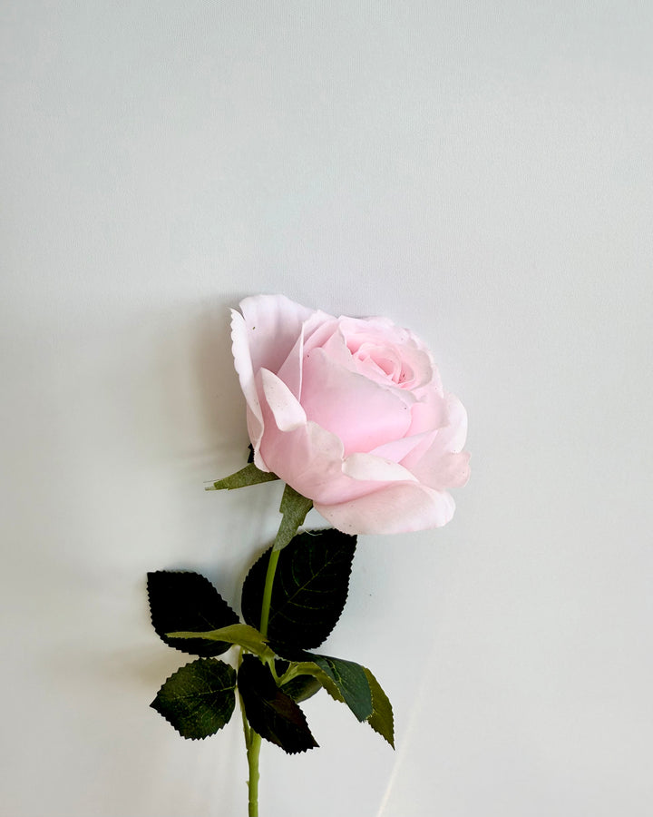 Classic pastel pink rose