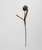 Black Tulip Stem 23"