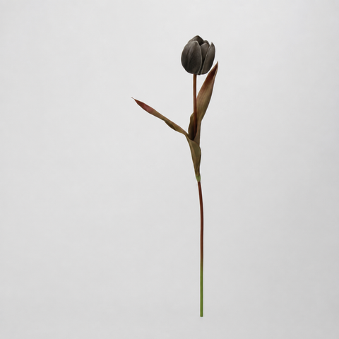 Black Tulip Stem 23"
