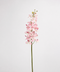 Blush Pink Ascocenda Orchid Stem