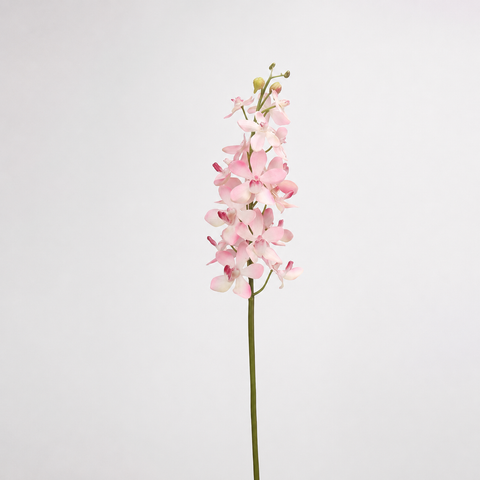 Blush Pink Ascocenda Orchid Stem