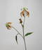 Brown Flame Lily Stem