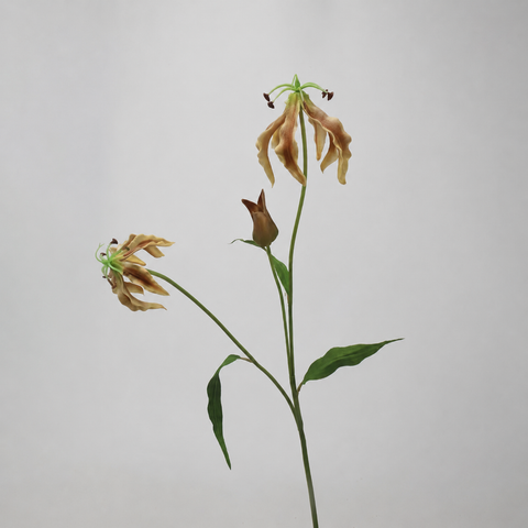 Brown Flame Lily Stem