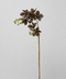 Brown Fork Orchid Stem