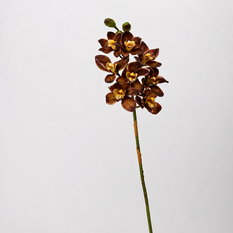 Brown Large Tiger Head Cymbidium Orchid Stem