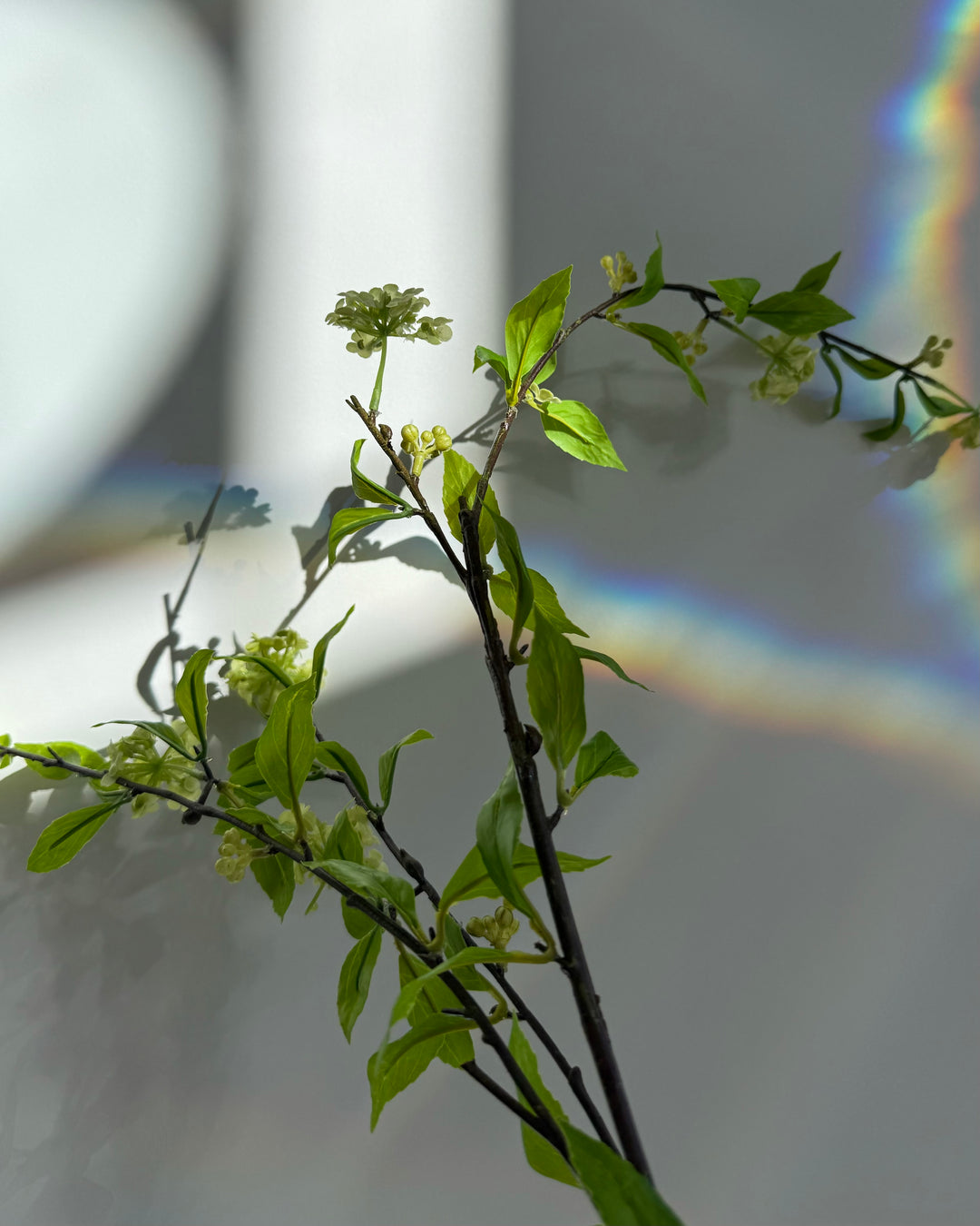 Viburnum Blossoms Stem in Green