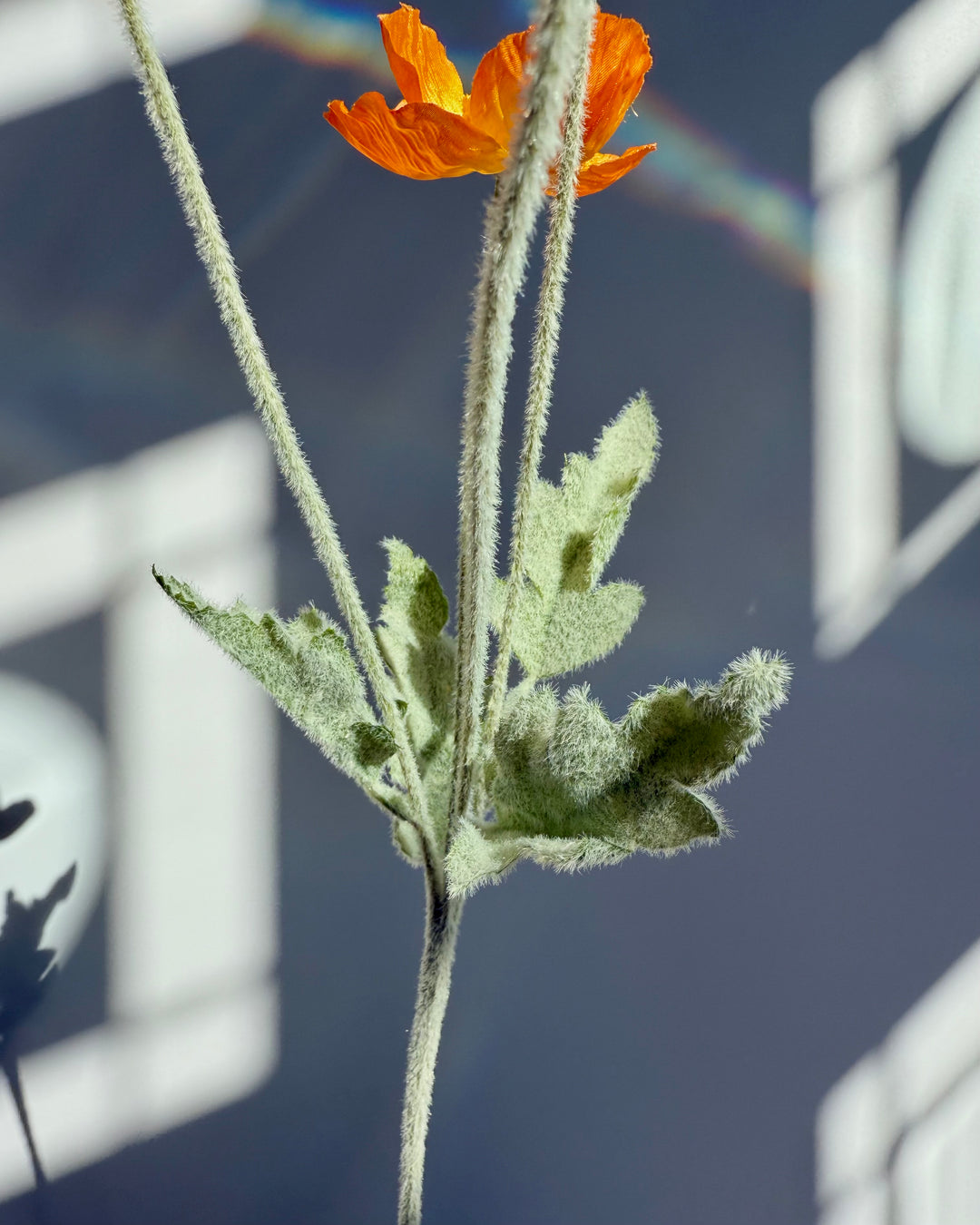 Poppy in orange