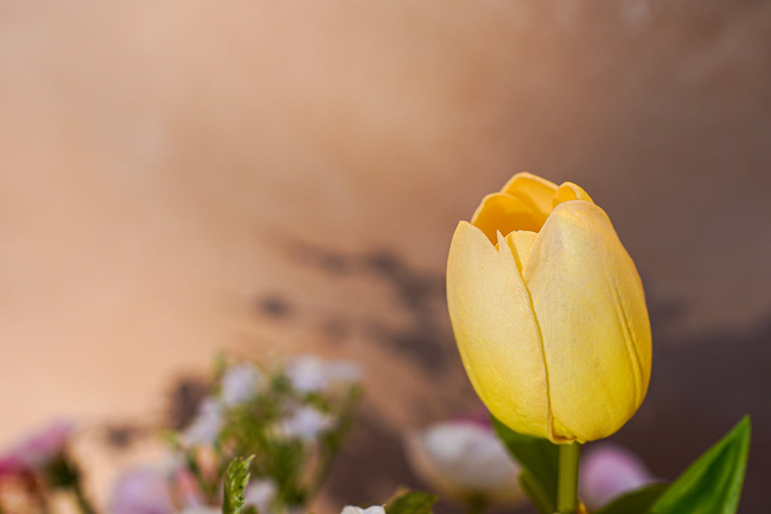 The Garden in Spring