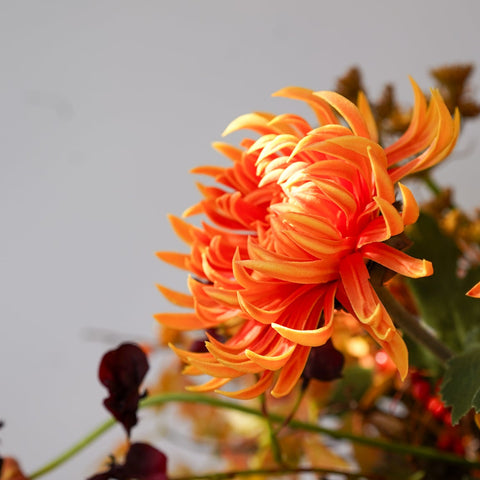 Close-up of a bright orange chrysanthemum flower with layered ruffled petals, surrounded by other orange and red flowers and green leaves against a soft light gray background.