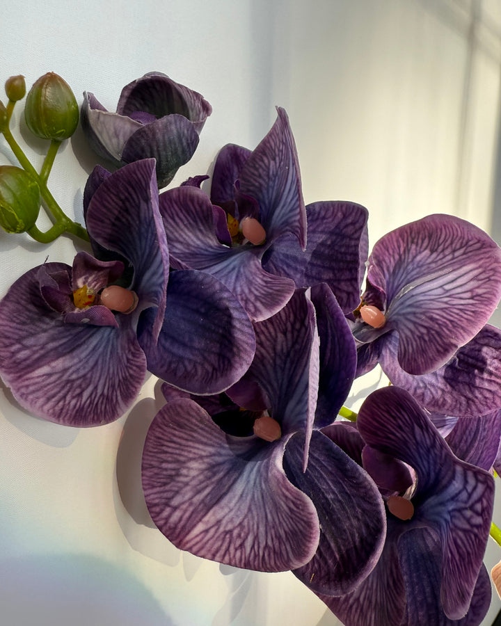 Orchid in purple