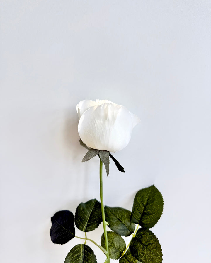 Classic white rose