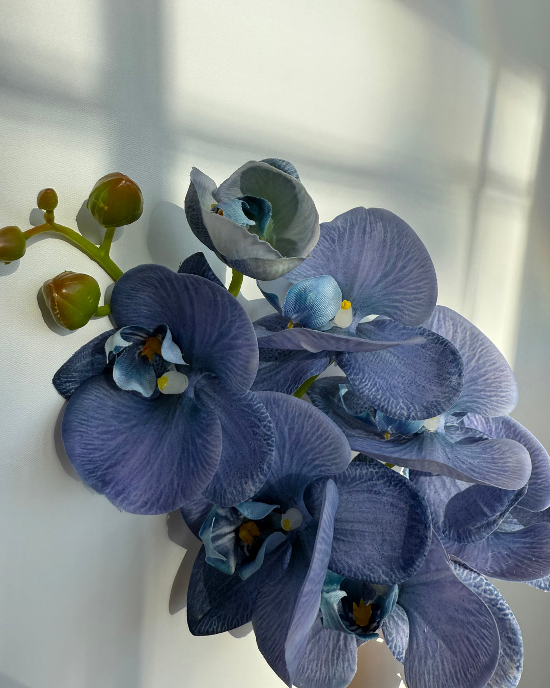 Orchid in blue