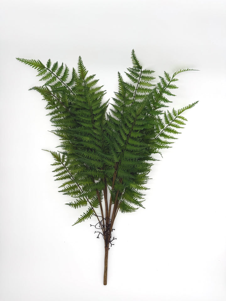 Fern branch in lushly green