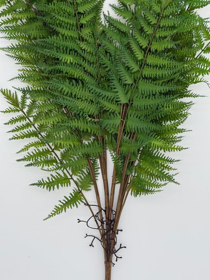 Fern branch in lushly green