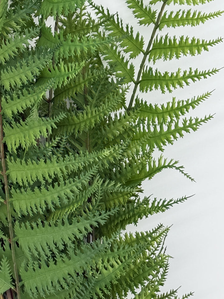 Fern branch in lushly green