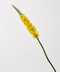 Golden Foxtail Lily Stem 41"