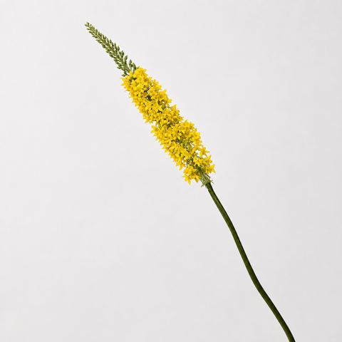 Golden Foxtail Lily Stem 41"