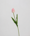 Blush Pink Tulip Stem