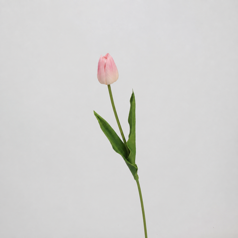 Blush Pink Tulip Stem